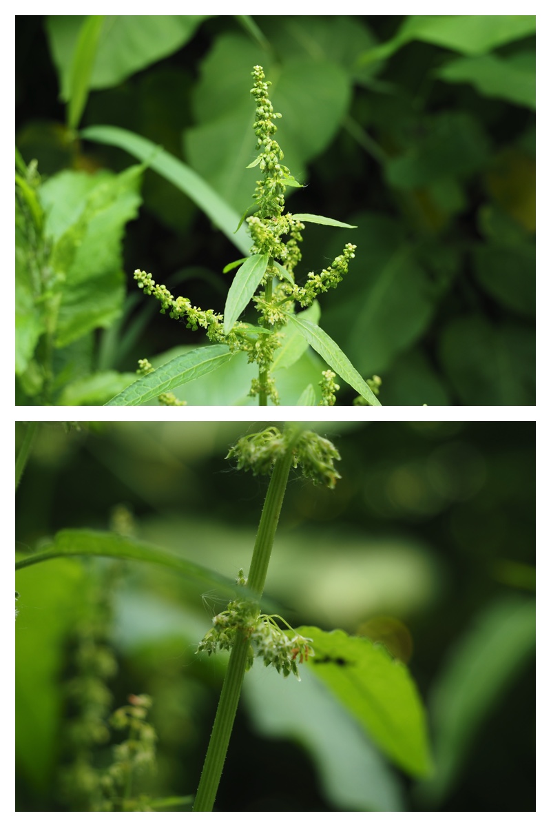 Ezorisu_210627_8_2