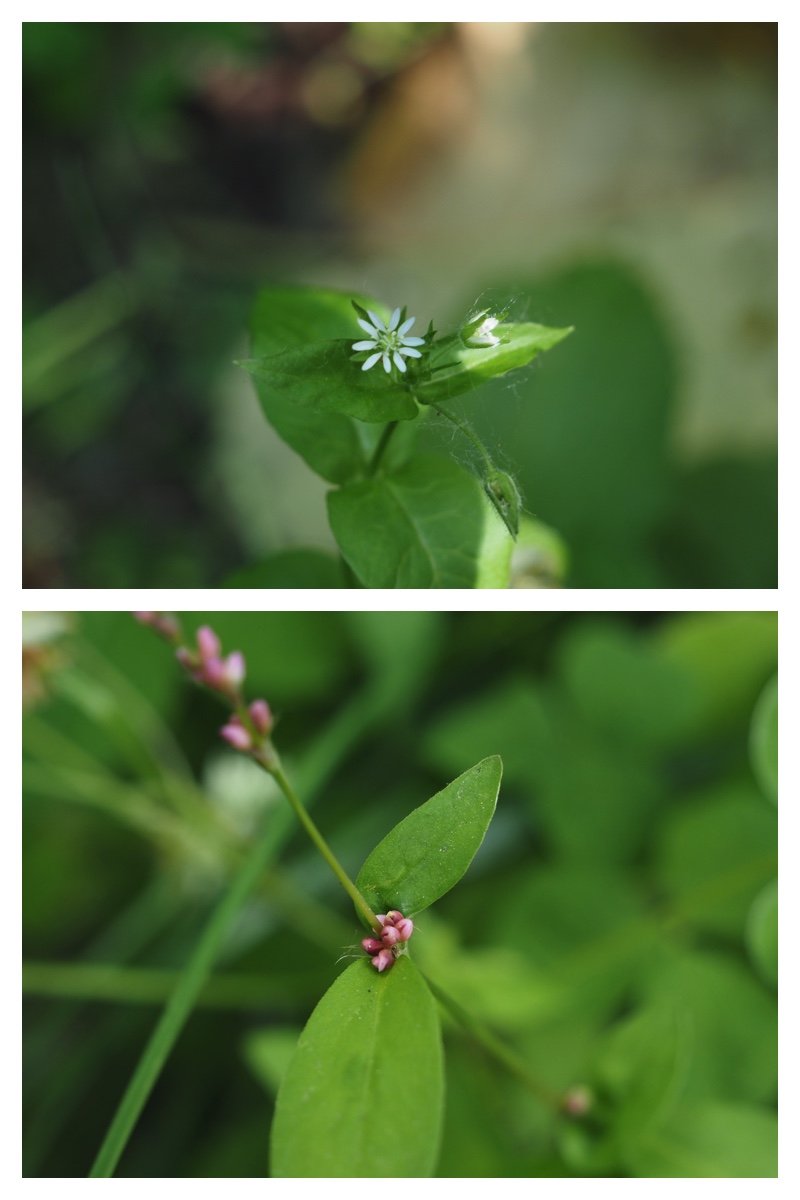 Ezorisu_210627_9