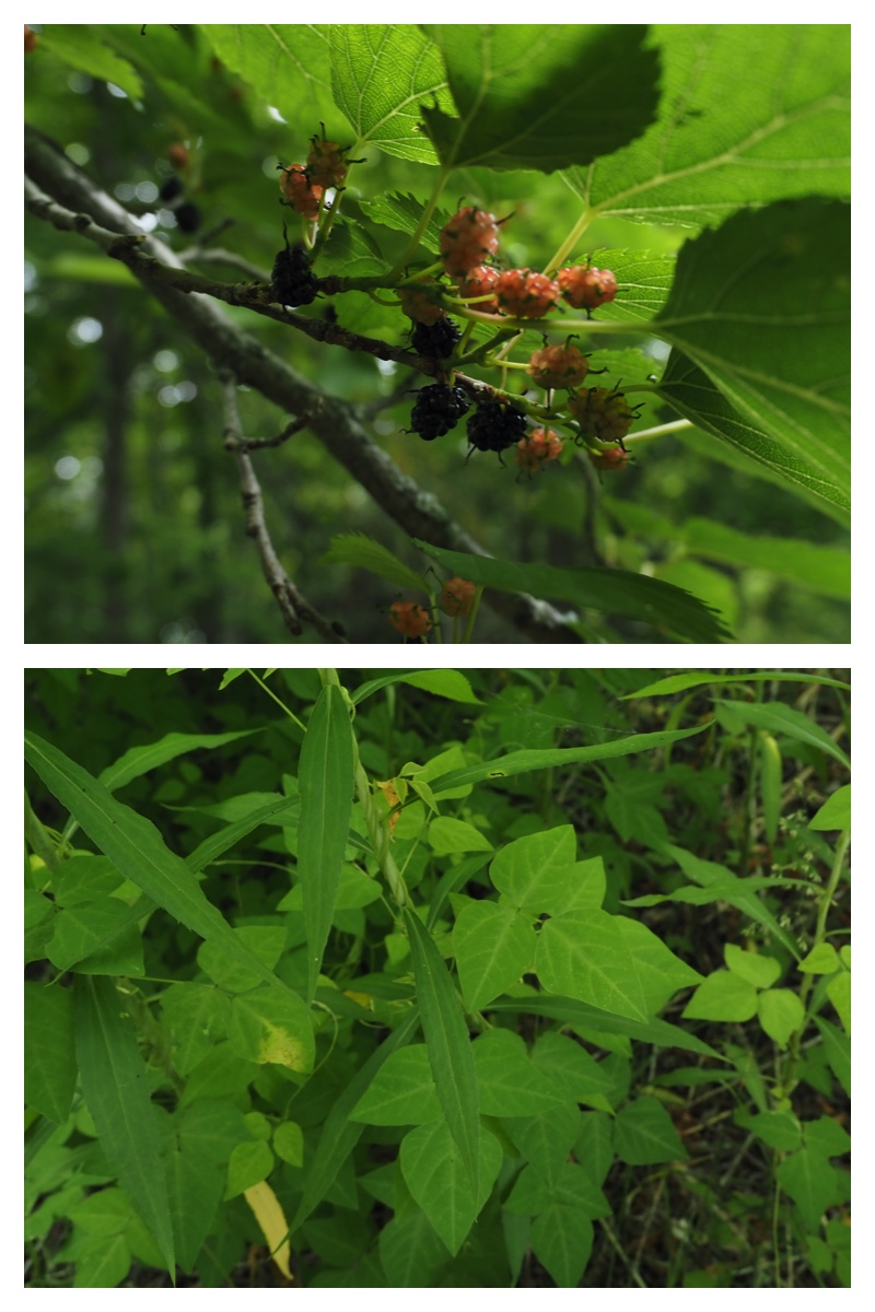 Ezorisu_210704_12