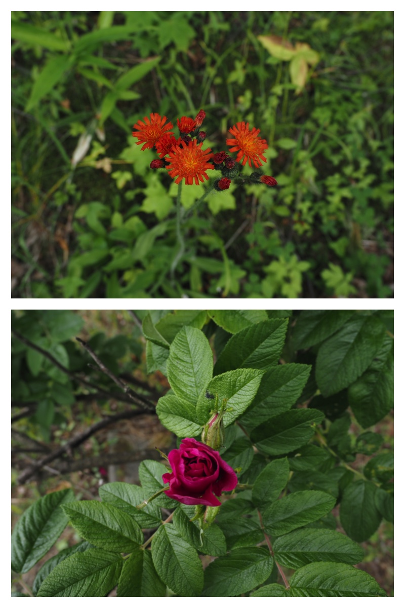 Ezorisu_210704_8