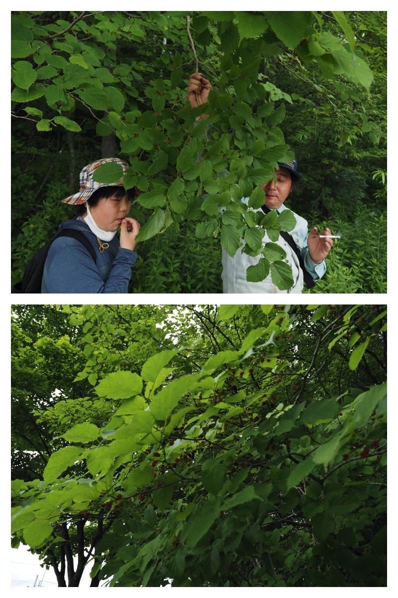 Ezorisu_210704_9