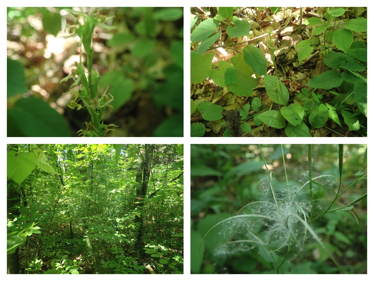 Green_210718_1