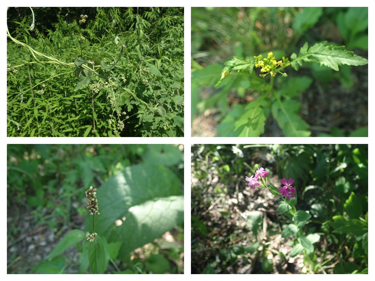 Green_210718_3