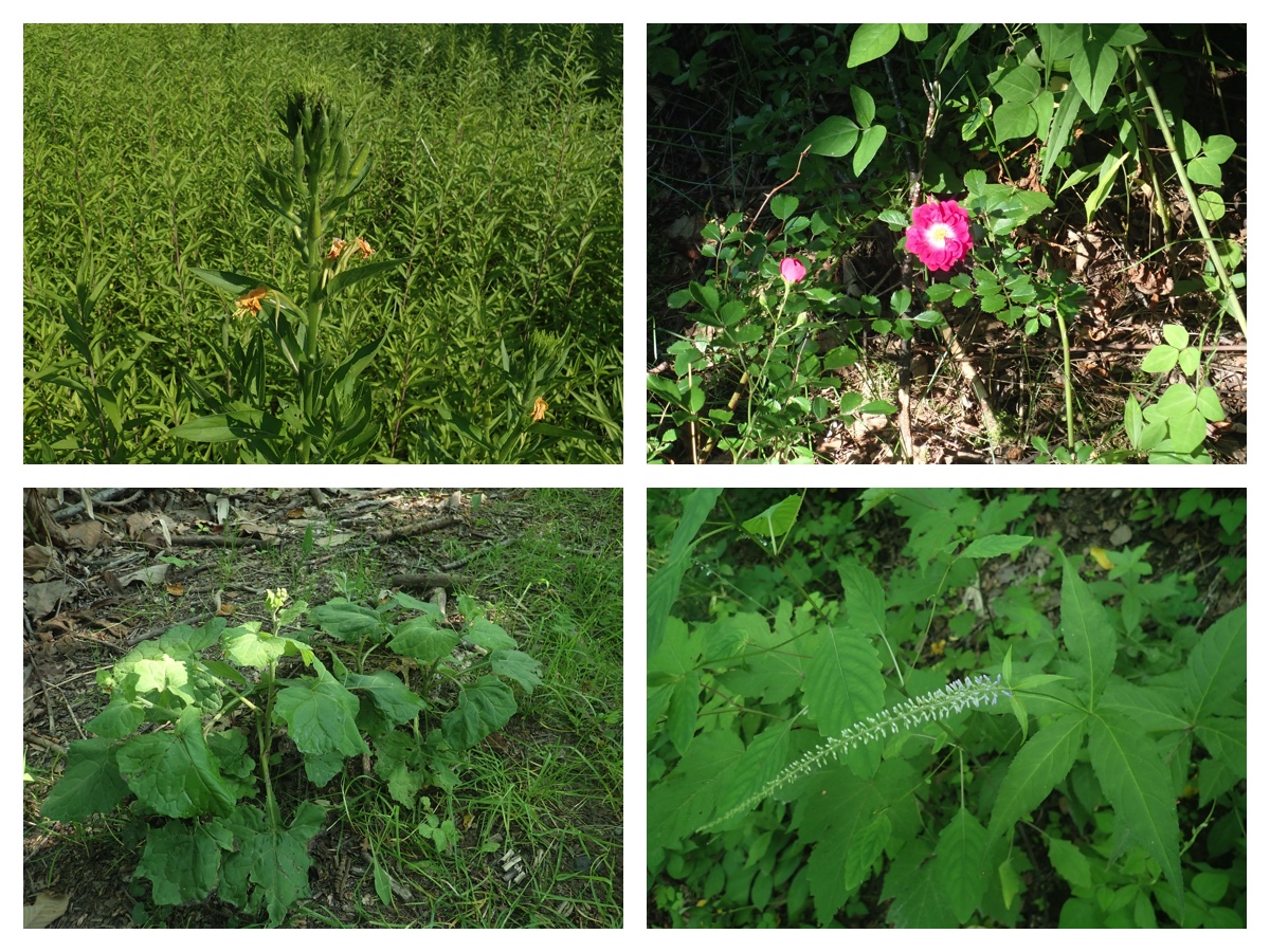 Green_210718_5