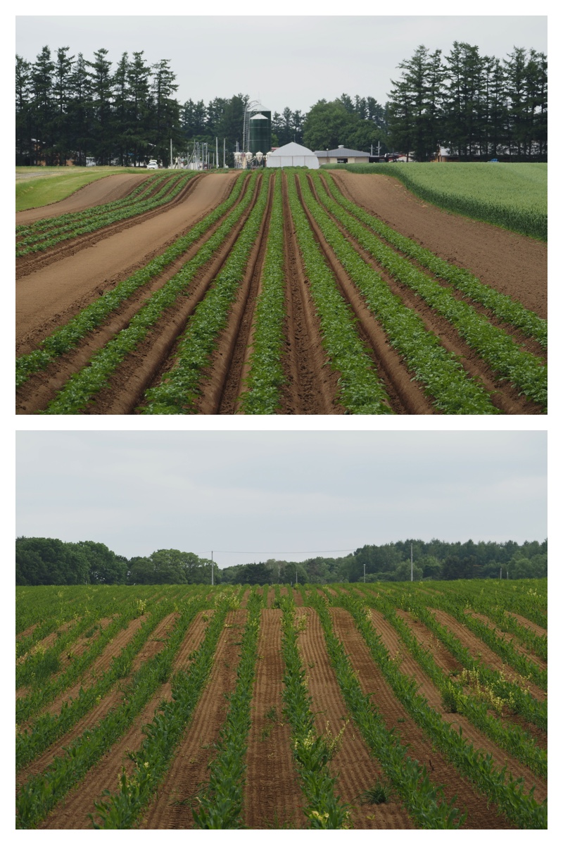 Field_210615_2