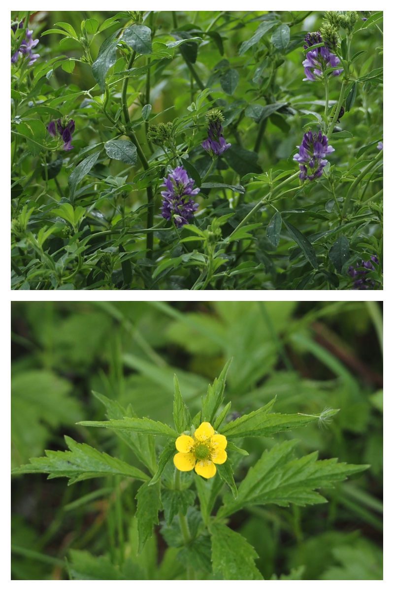 Field_210615_3