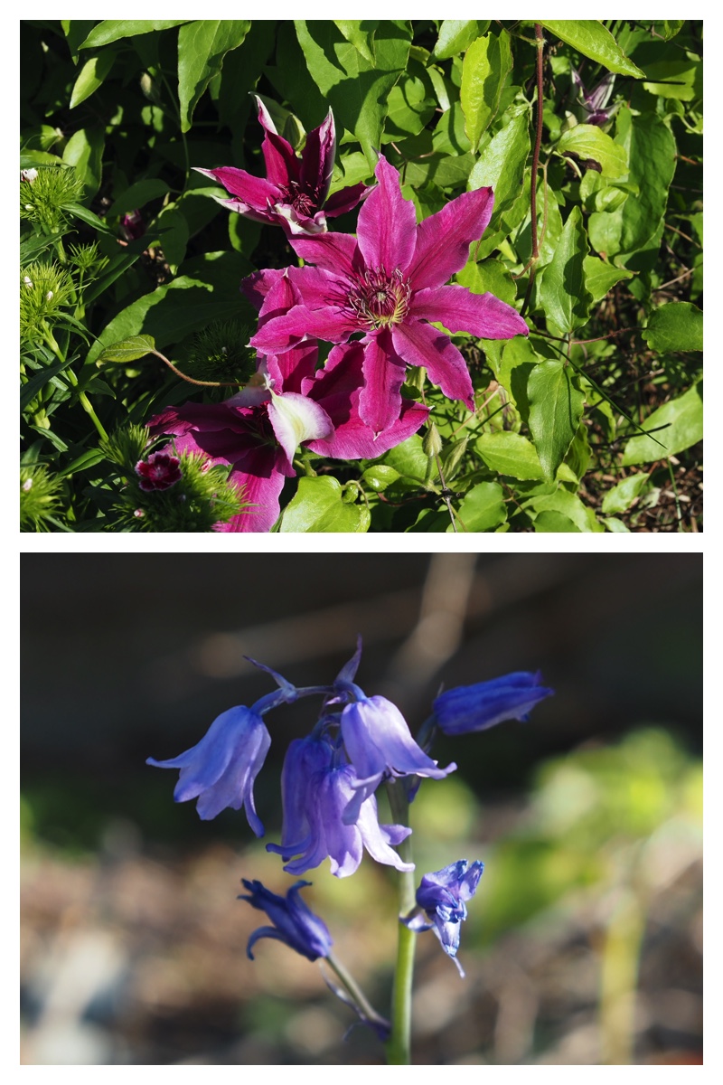 Garden_210608_1