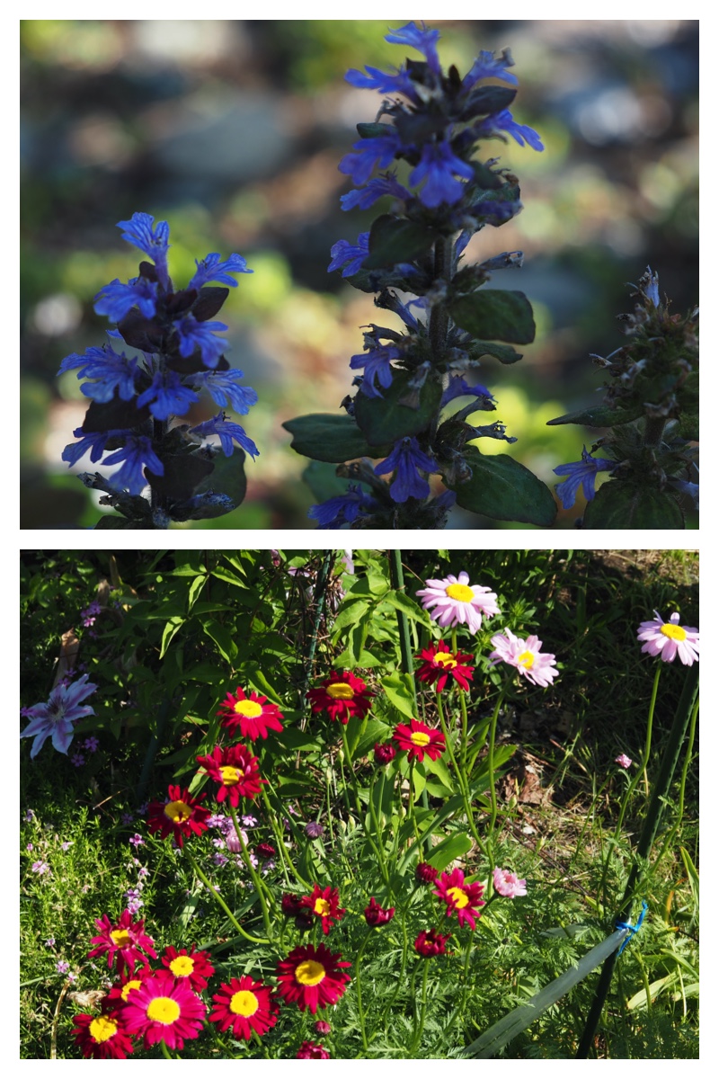 Garden_210608_2