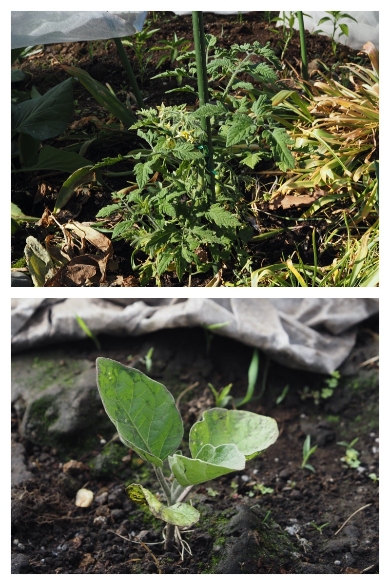 Garden_210608_3