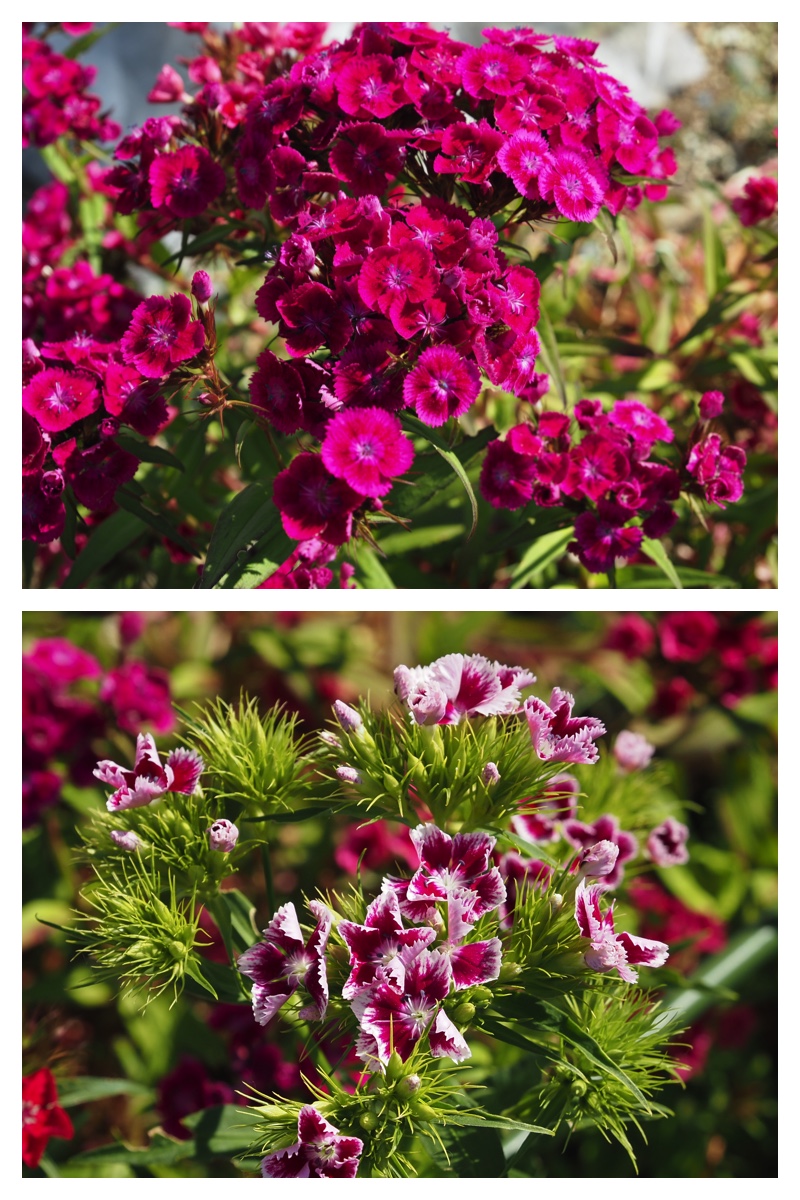 Garden_210608_5