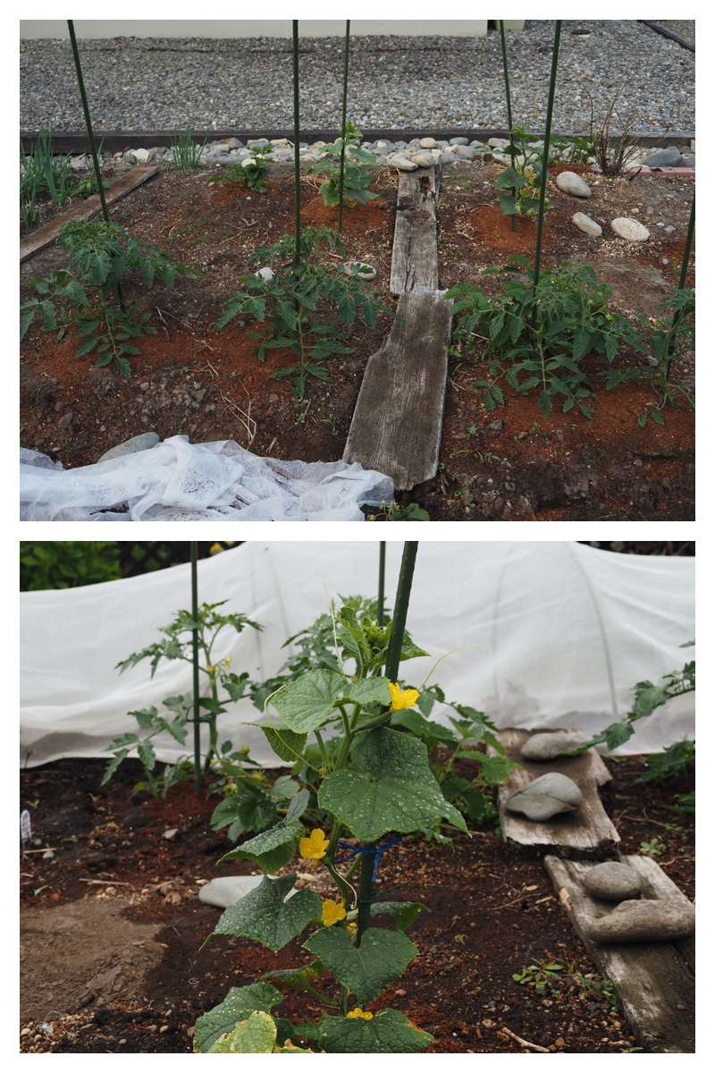 Garden_210614_3