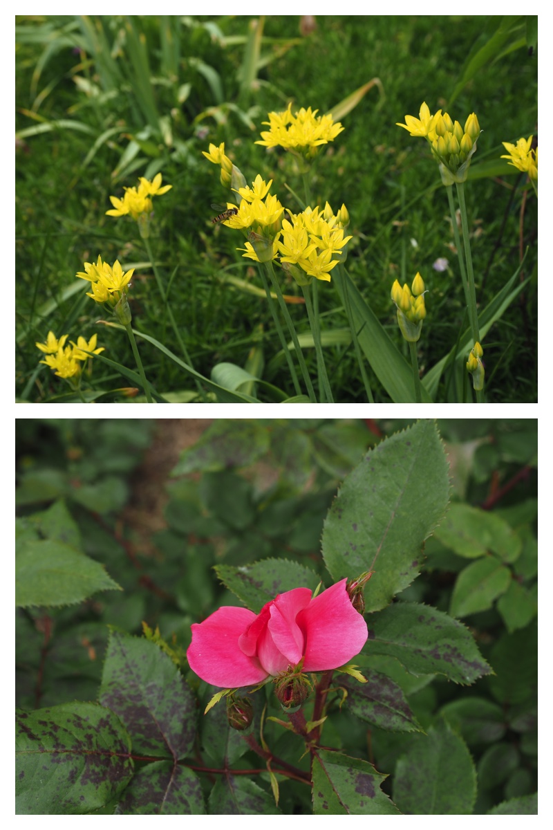 Garden_210614_4