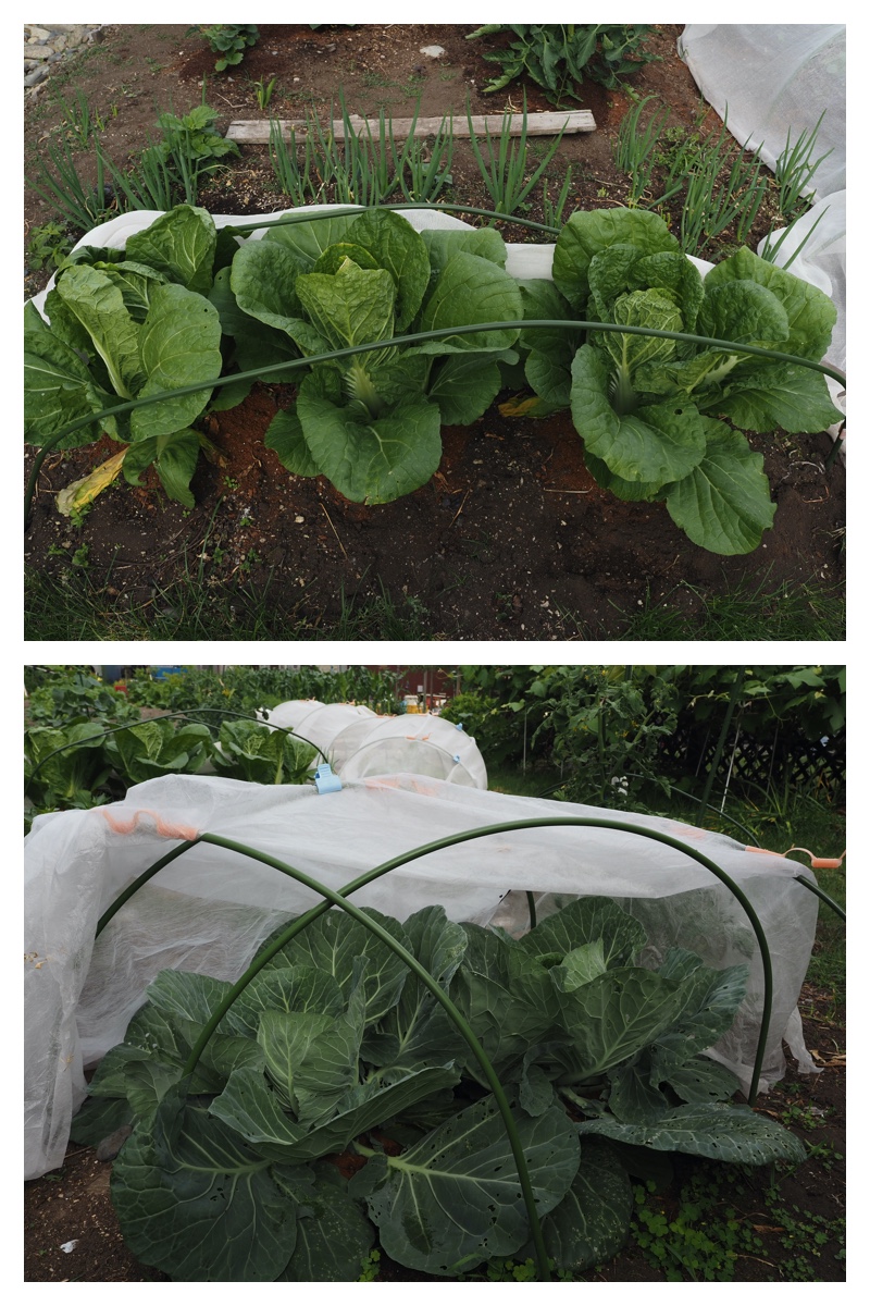 Garden_210630_1