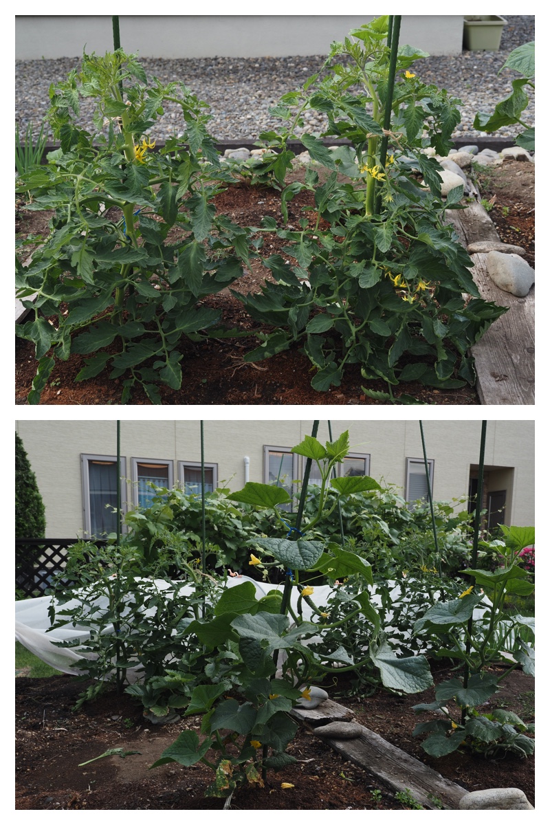 Garden_210630_3