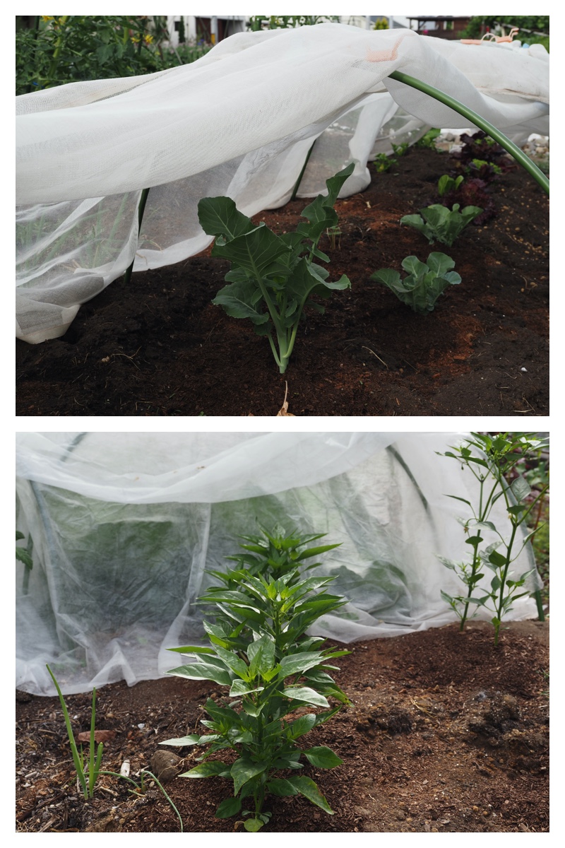 Garden_210630_4