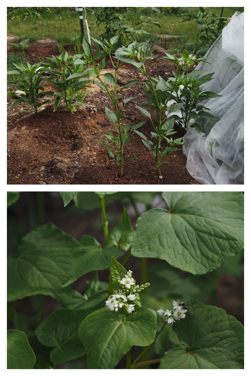 Garden_210630_5