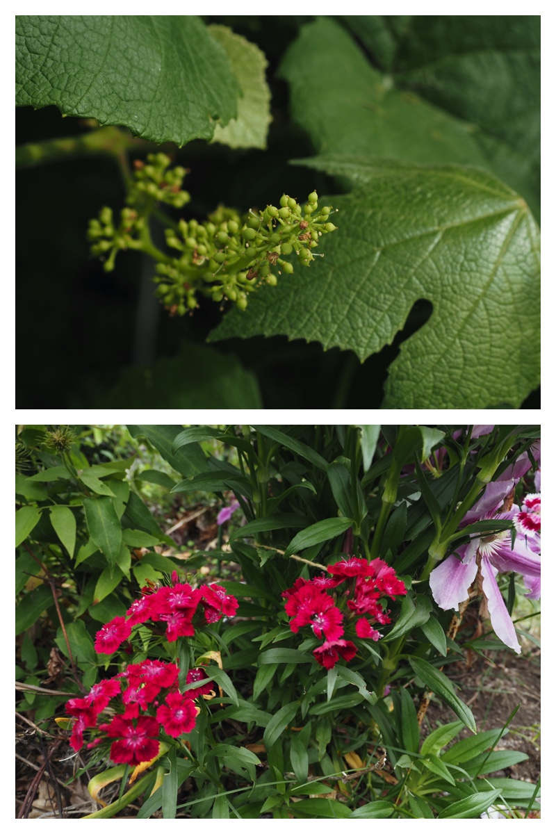 Garden_210630_6