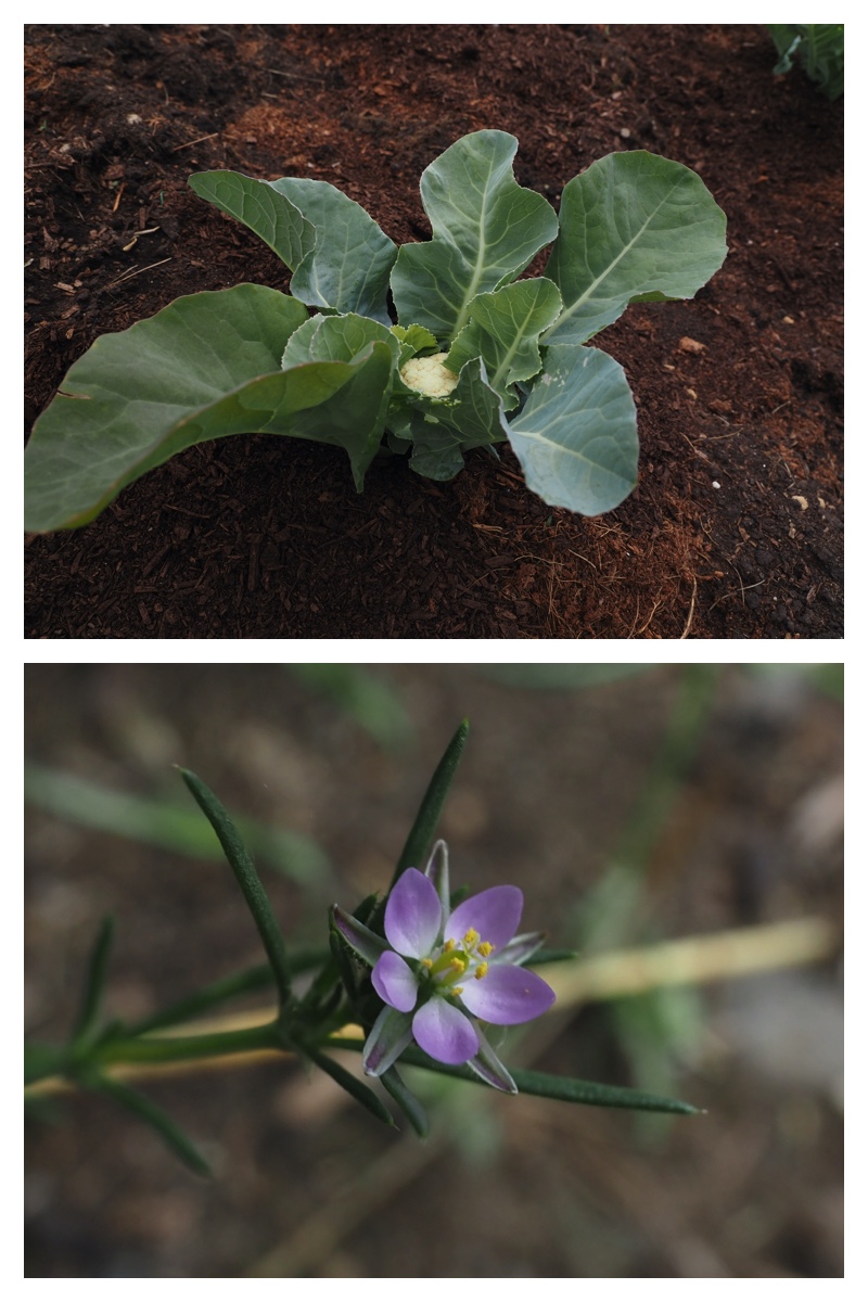 Garden_210630_7