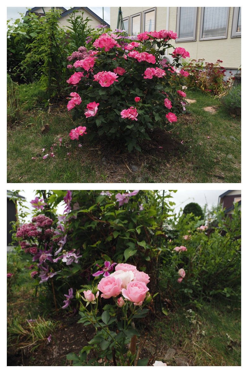 Garden_210630_8