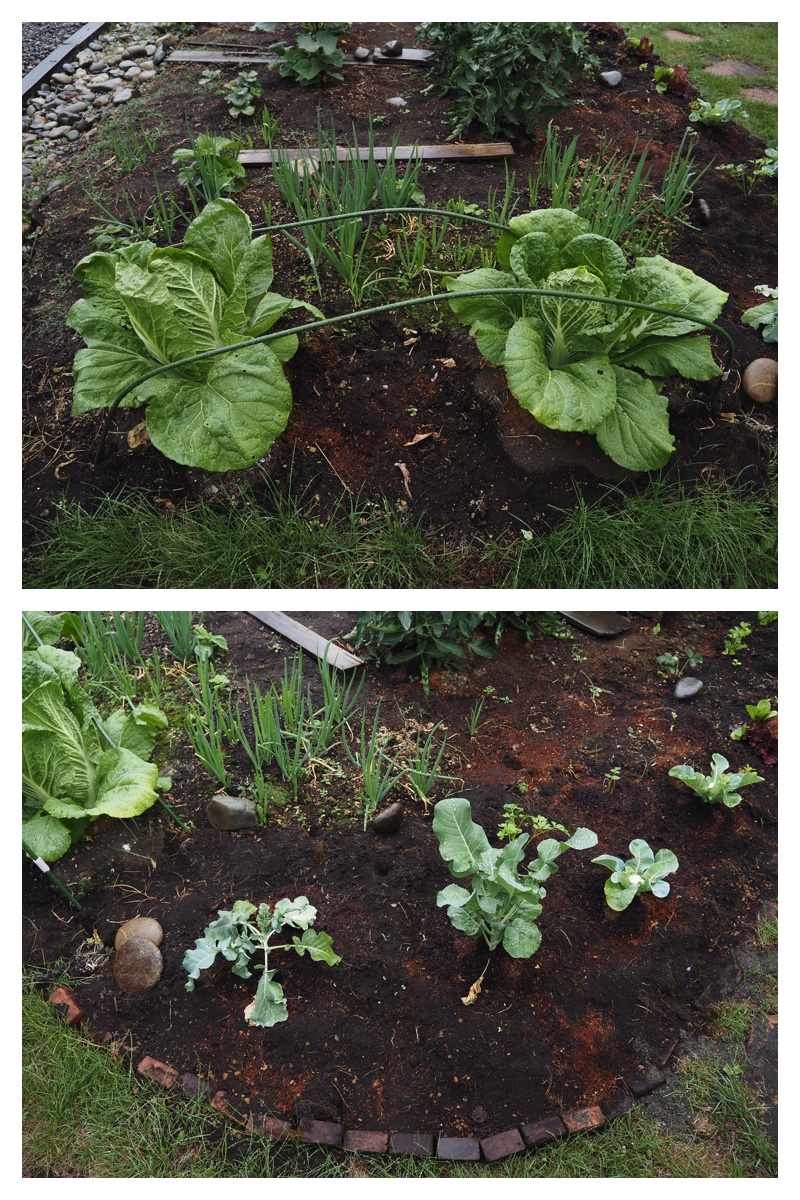 Garden_210705_1