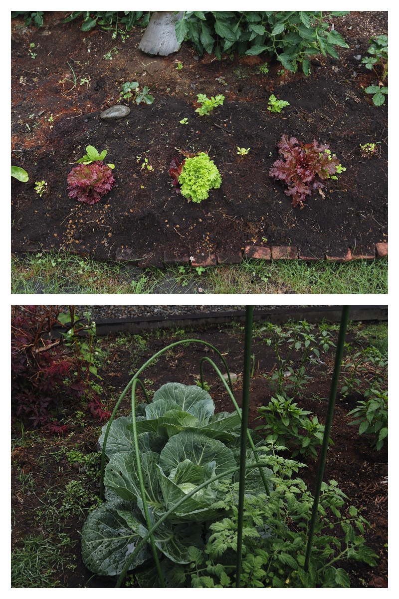 Garden_210705_2