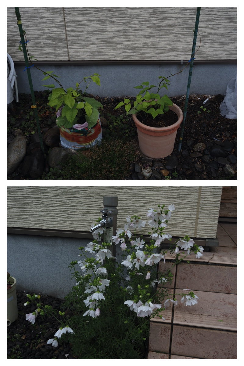 Garden_210705_3