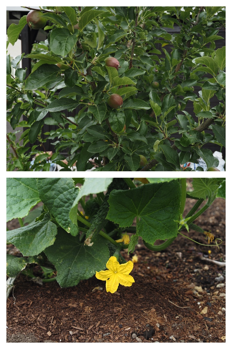 Garden_210707_2