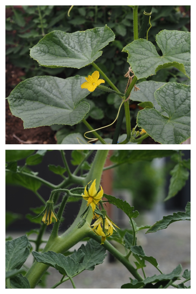 Garden_210707_3