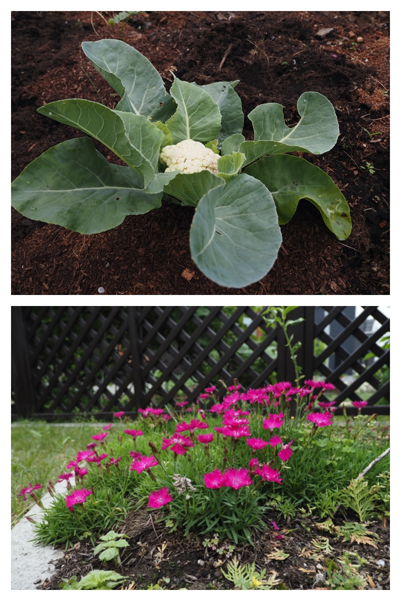 Garden_210707_4