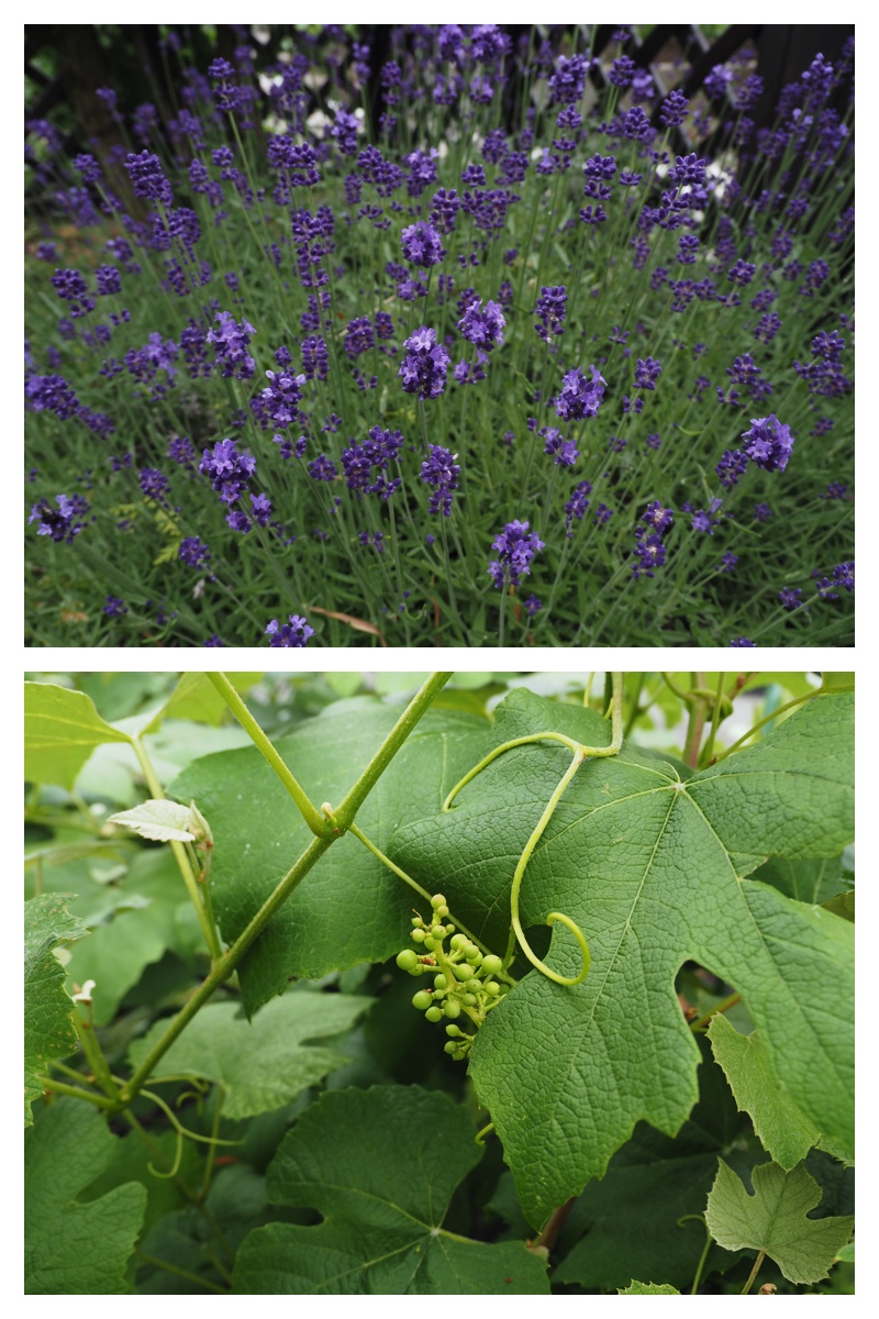 Garden_210707_5