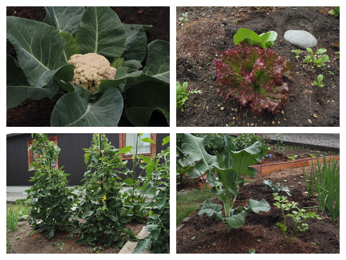 Garden_210712_2