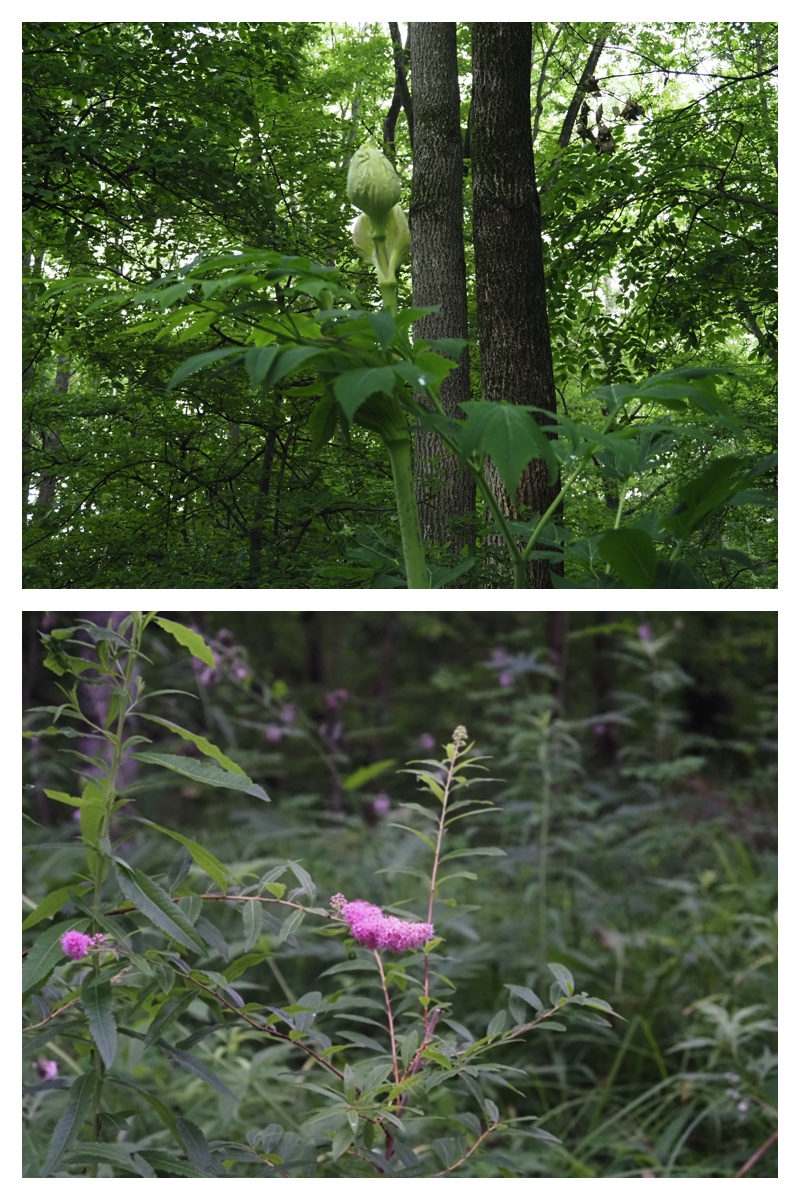 Green_210707_10