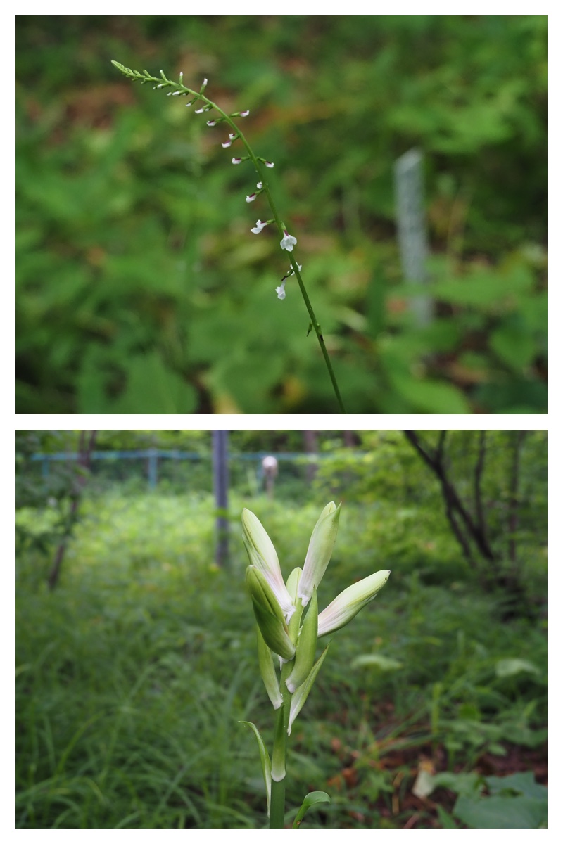 Green_210707_4