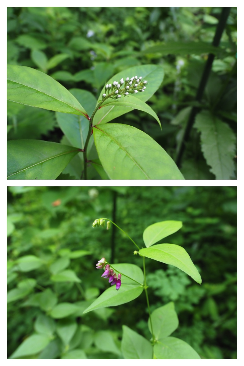 Green_210707_6