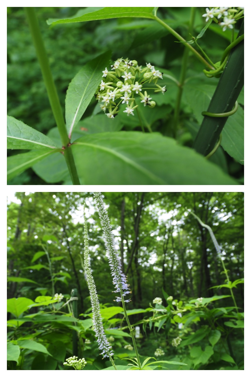 Green_210707_7