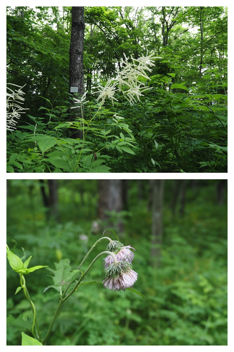 Green_210707_8