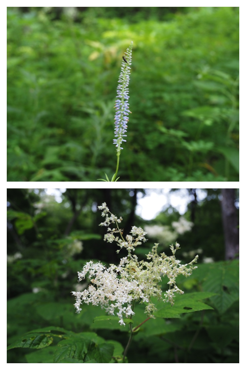 Green_210707_9