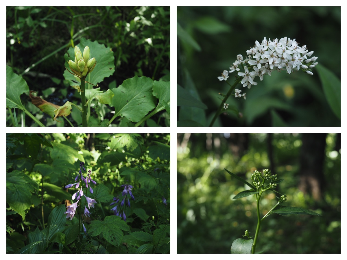 Green_210717_2