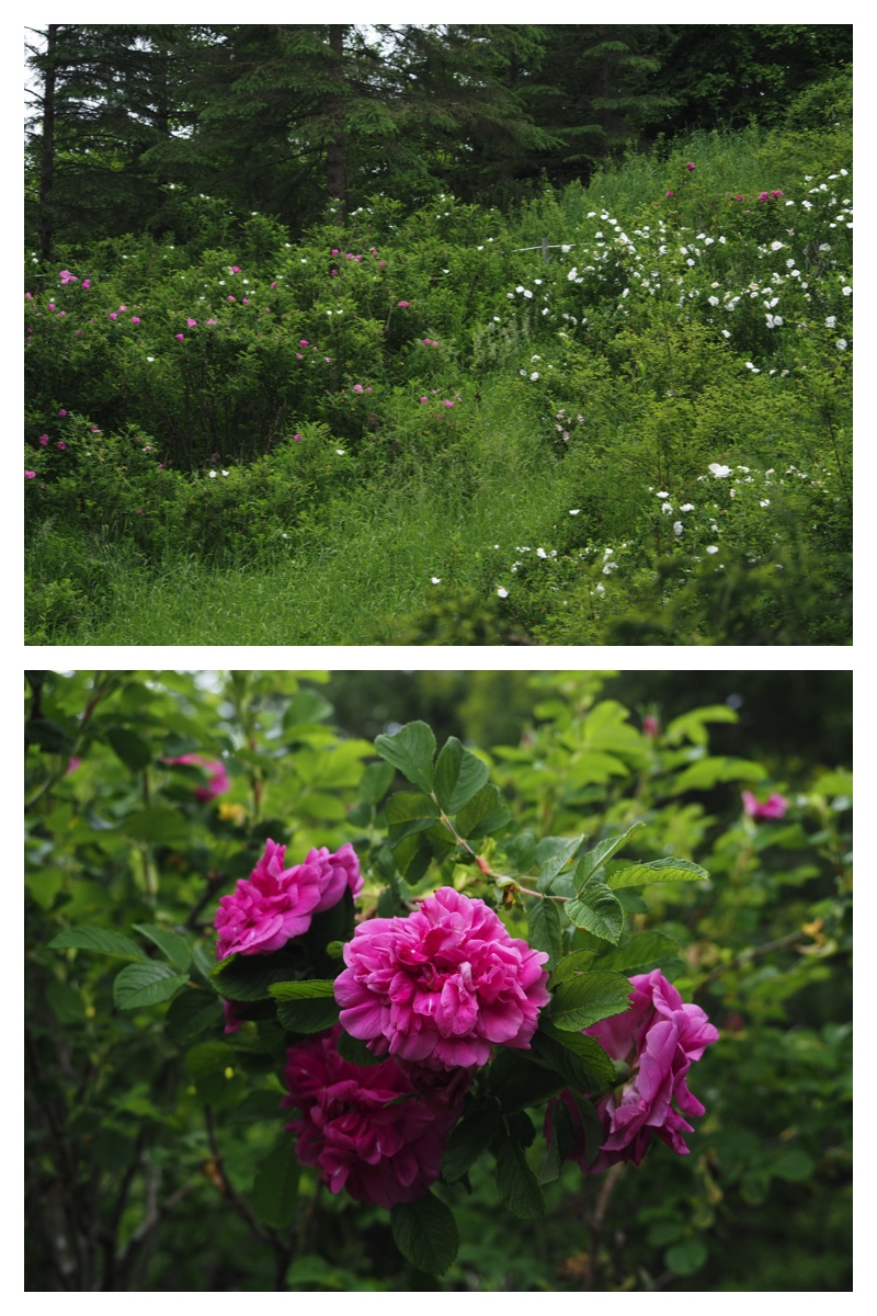 Manabe_210612_10