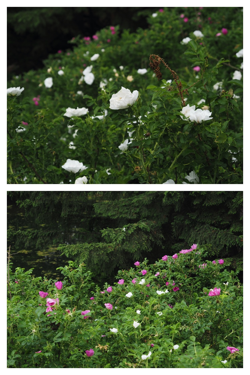 Manabe_210612_11