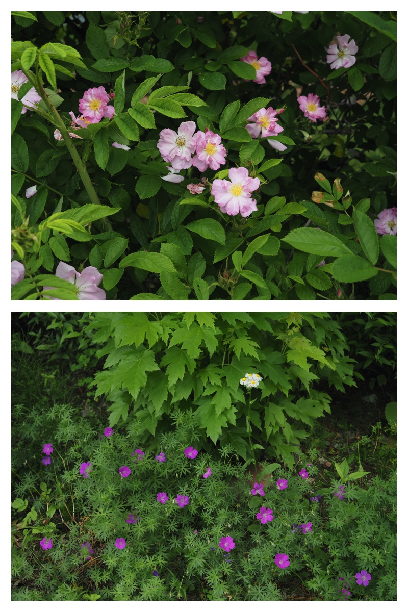 Manabe_210612_14