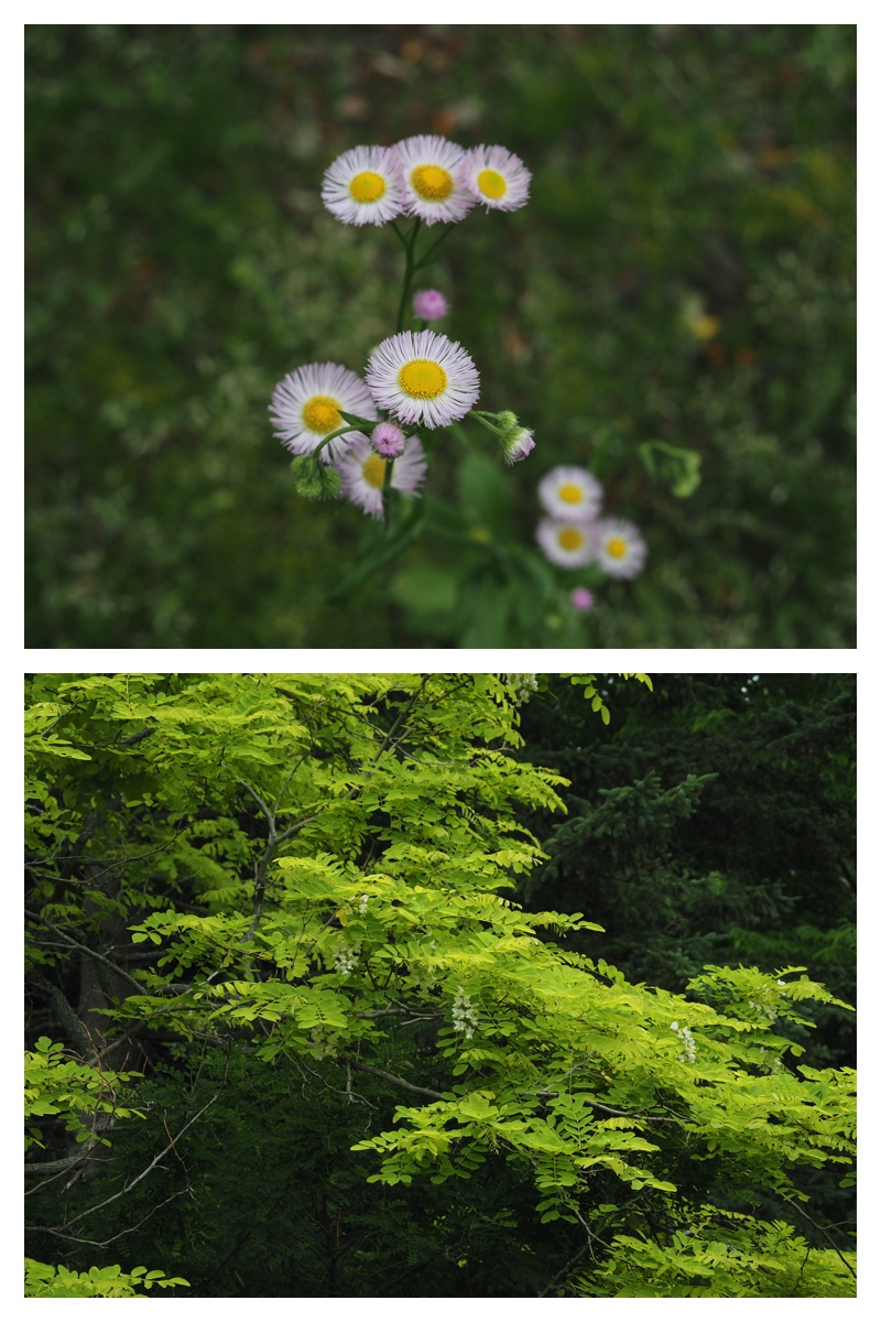 Manabe_210612_15