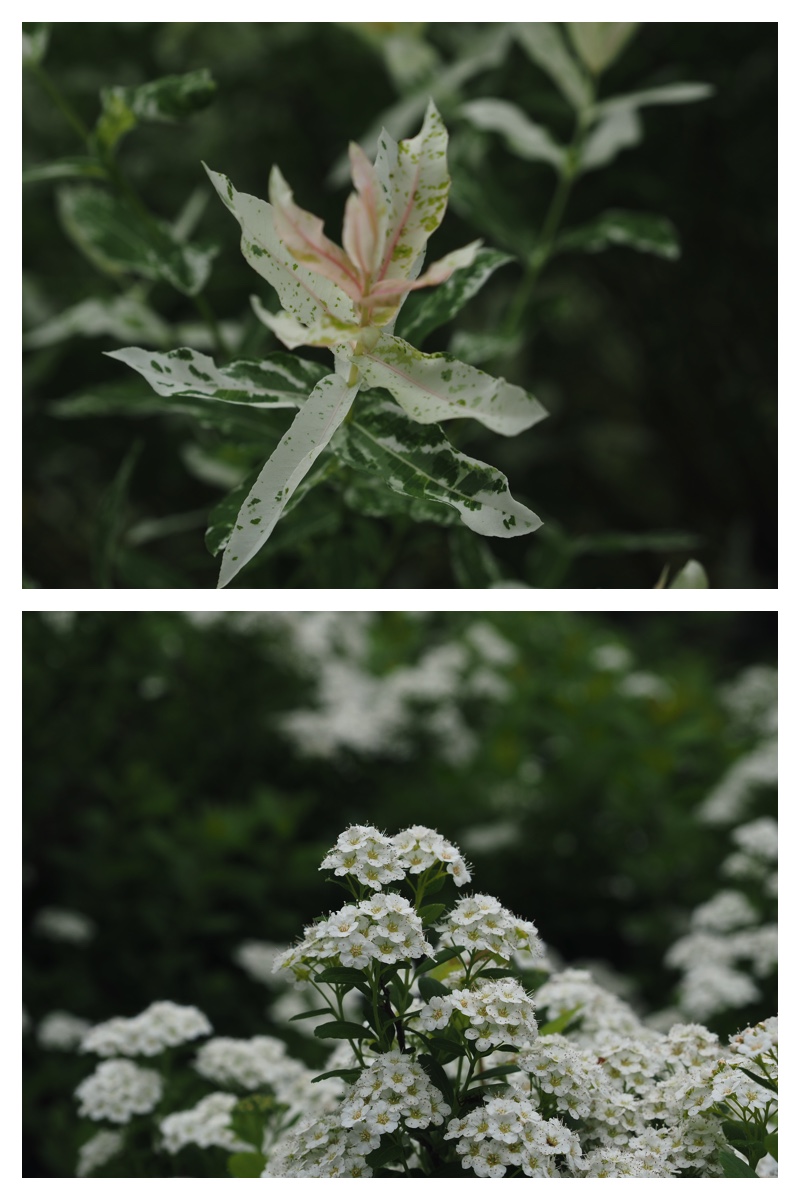 Manabe_210612_2