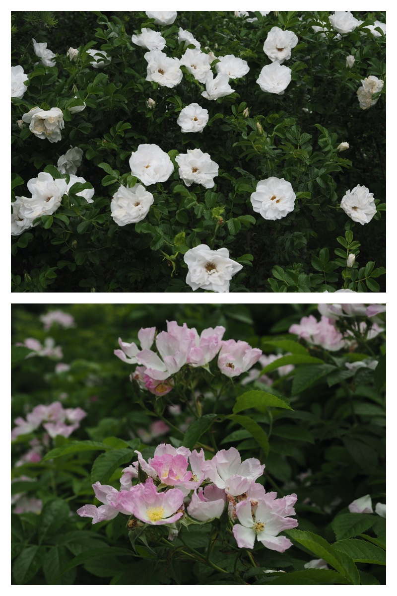 Manabe_210612_3