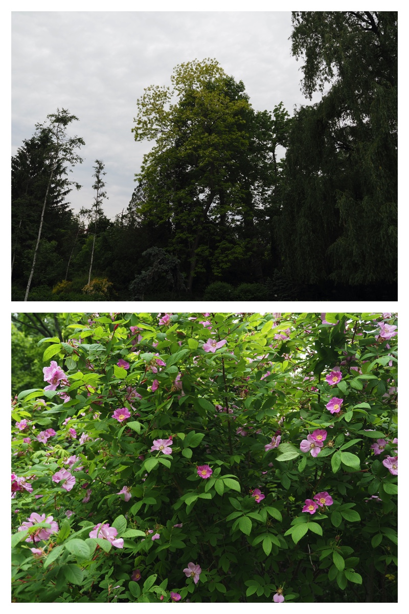 Manabe_210612_6