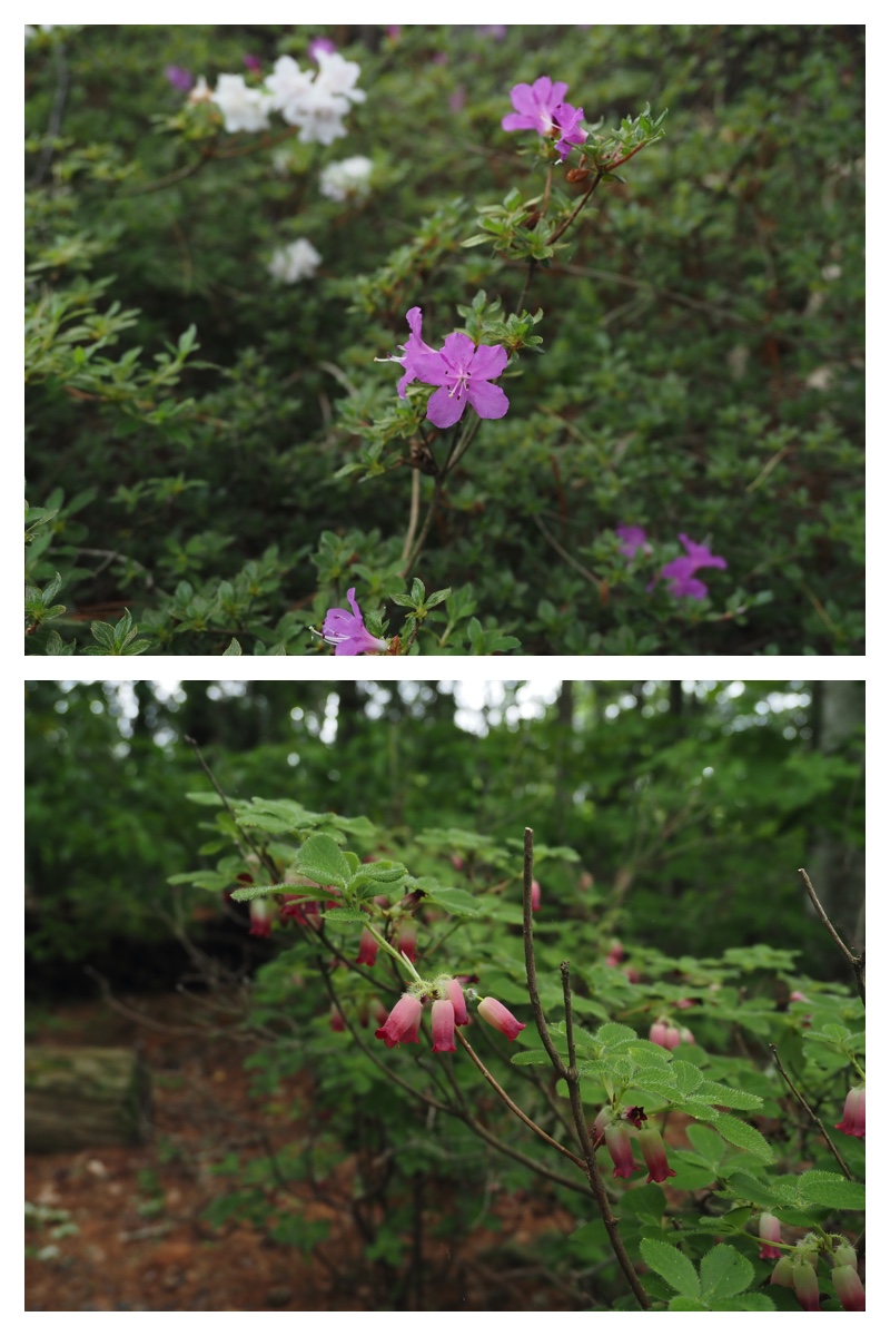 Manabe_210612_8