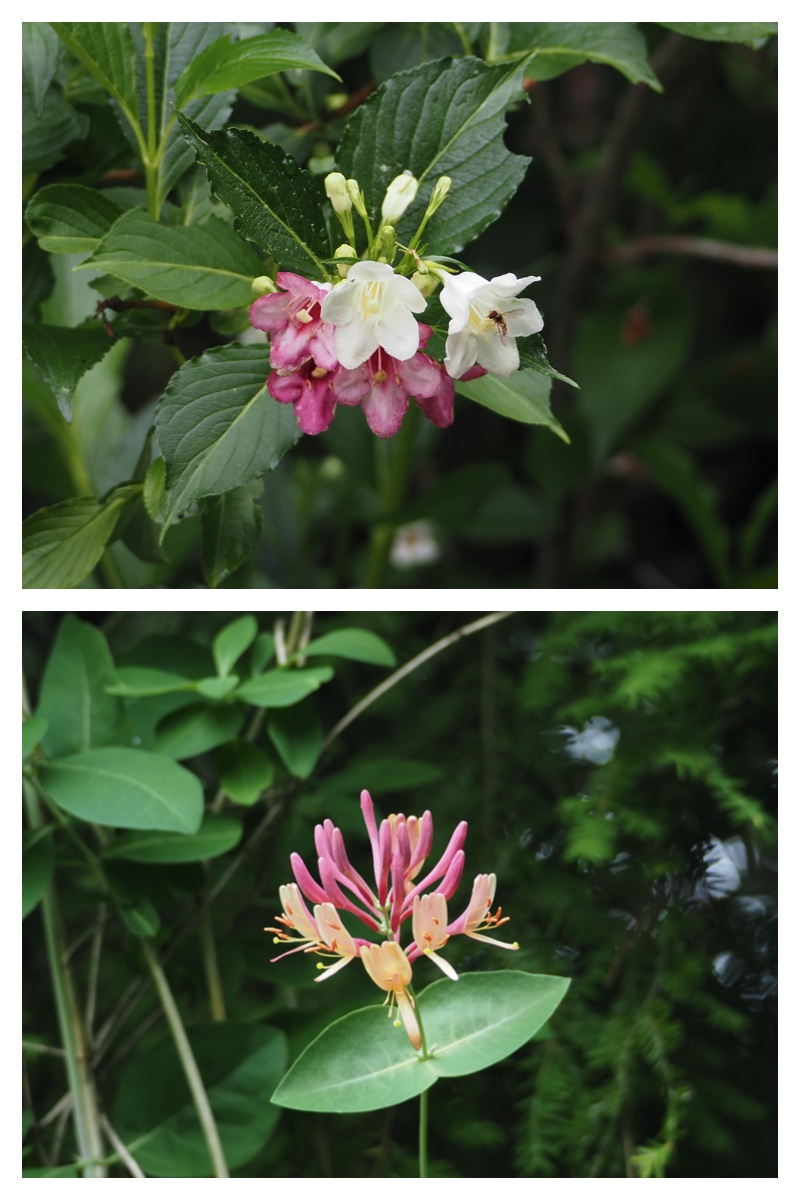 Manabe_210706_1