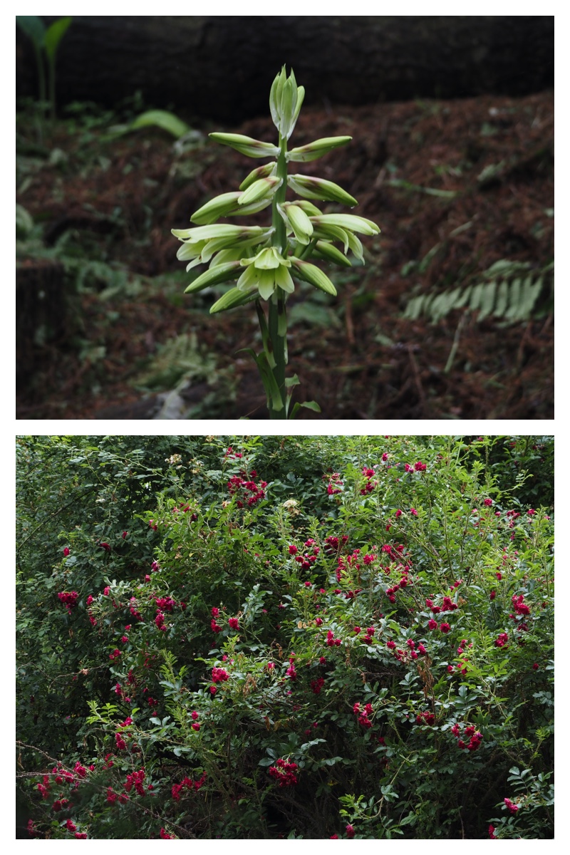 Manabe_210706_12