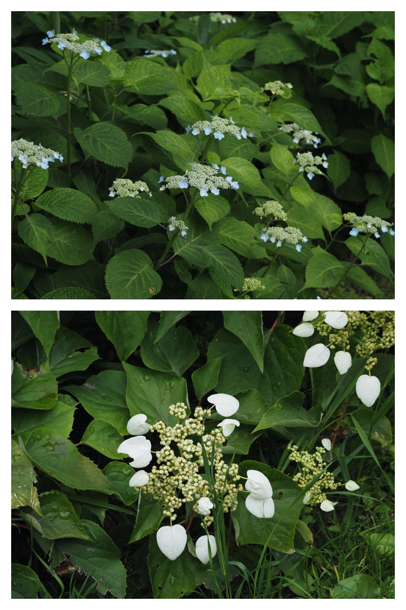 Manabe_210706_2