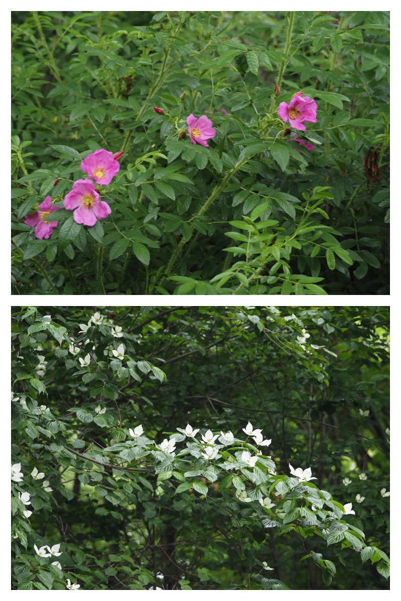 Manabe_210706_3